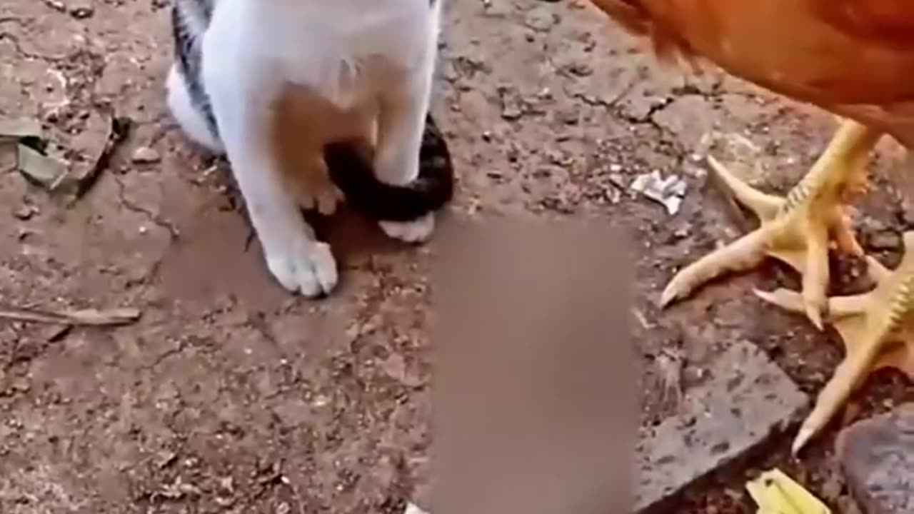 Cat vs Chicken: Watch What Happens Next and Get Ready to Laugh in 2023