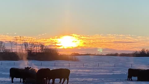 Putting roof on cattle shelter in winter