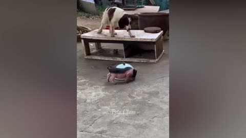 Funniest Animals 2023 😂 Funny Dogs and Cats Videos 😺🐶