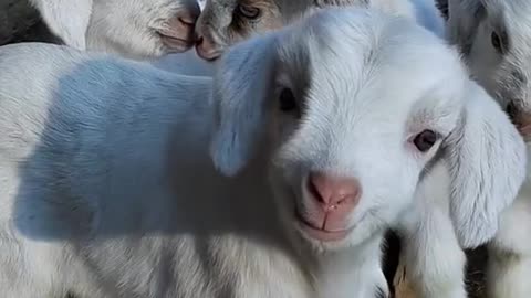 Small goats 🐐 #pets #animals #pets #goats