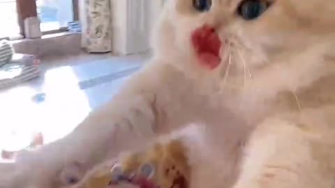 FUNNY CAT COOKING FISH