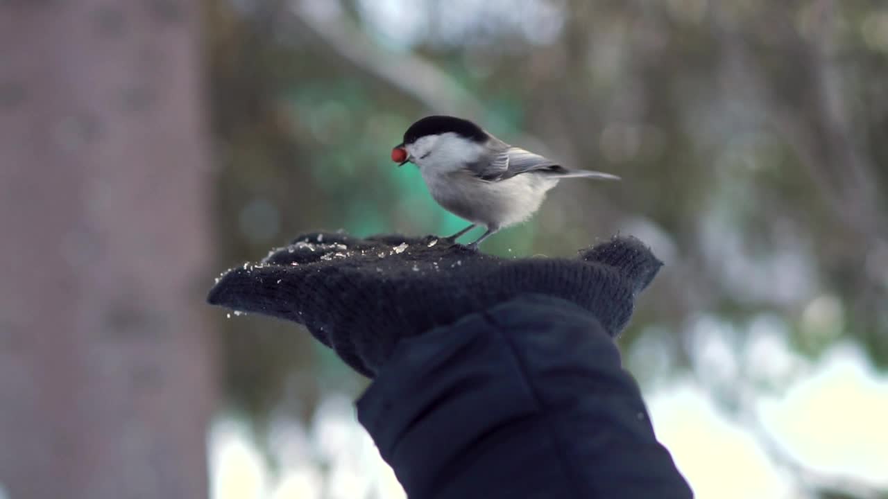 Hand feeding a tiny bird