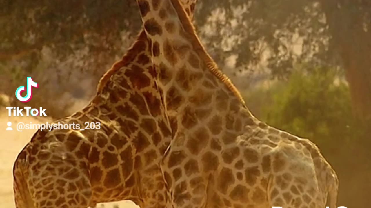 Giraffes fighting 🤣‼️must watch‼️ #funnyanimals #funnyvideos #funny #viral