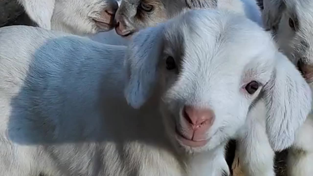 cute goat baby