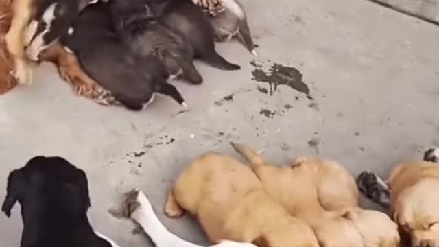Puppies are exchanging parents