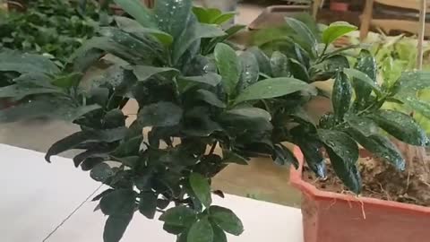 Small potted landscape evergreen tree