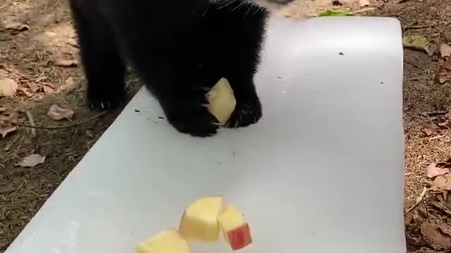 Beautiful raccoons eat apples