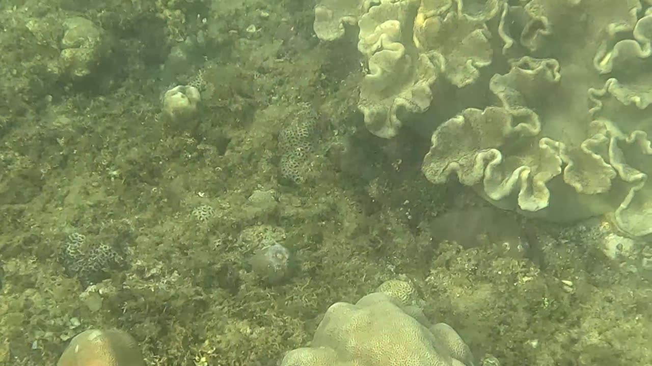 Snorkeling Adventure: Witnessing New Corals Bloom on the Reef