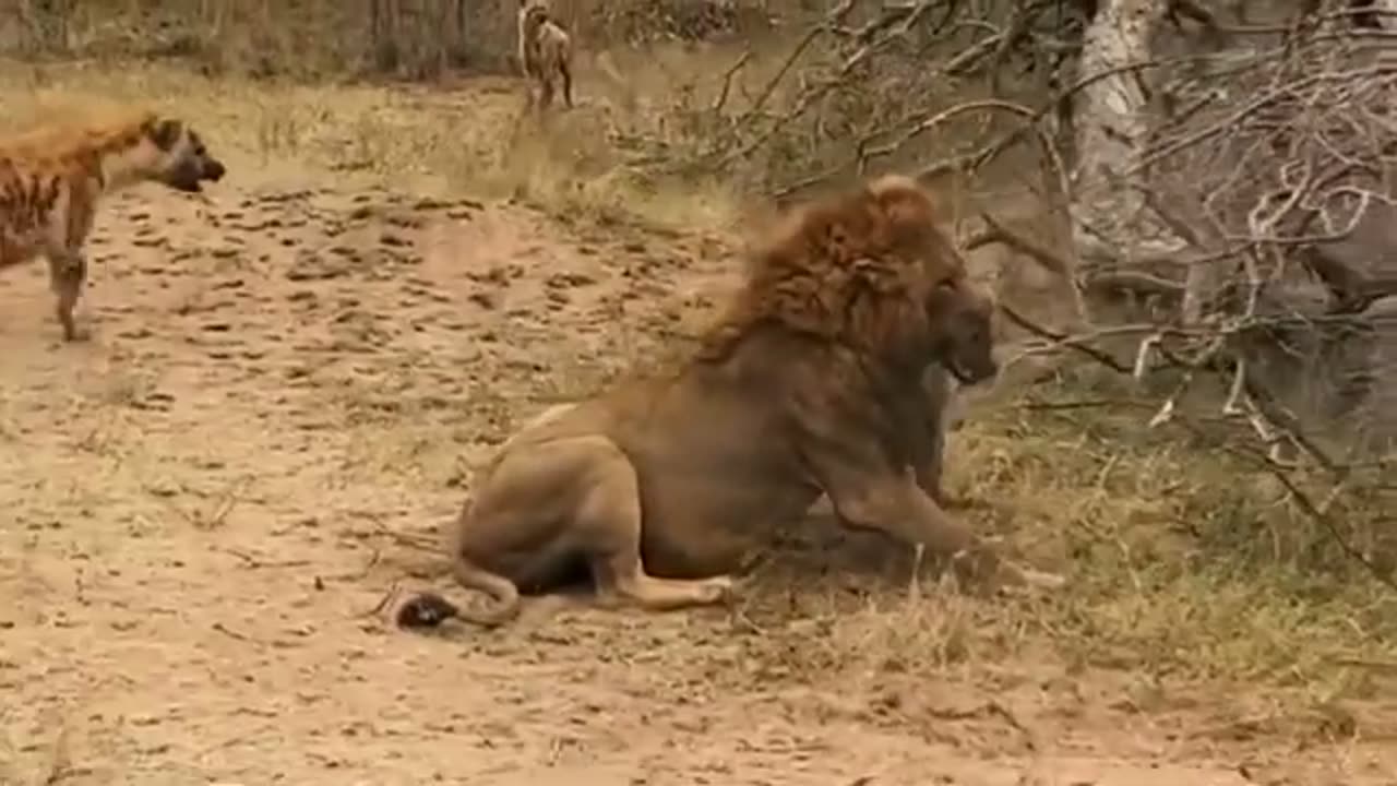 King lion attack hyenas