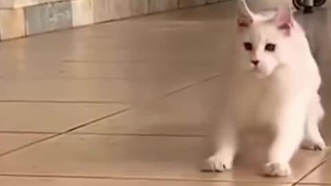 Funny Animal video