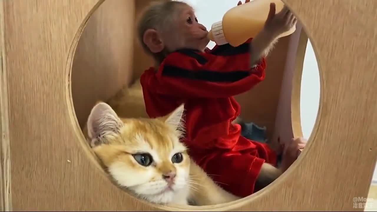 Khỉ con và những người bạn