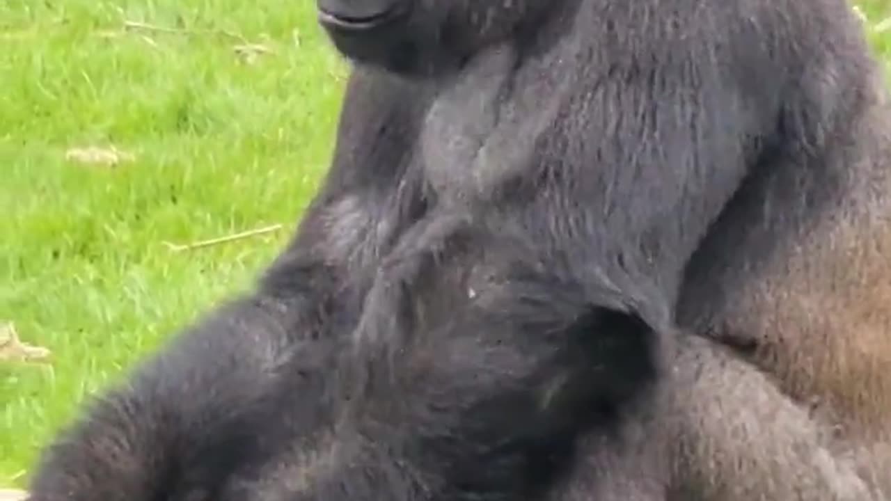 Not recommended to try yourself, here are some nettle eating techniques! #gorilla #asmr #nettles