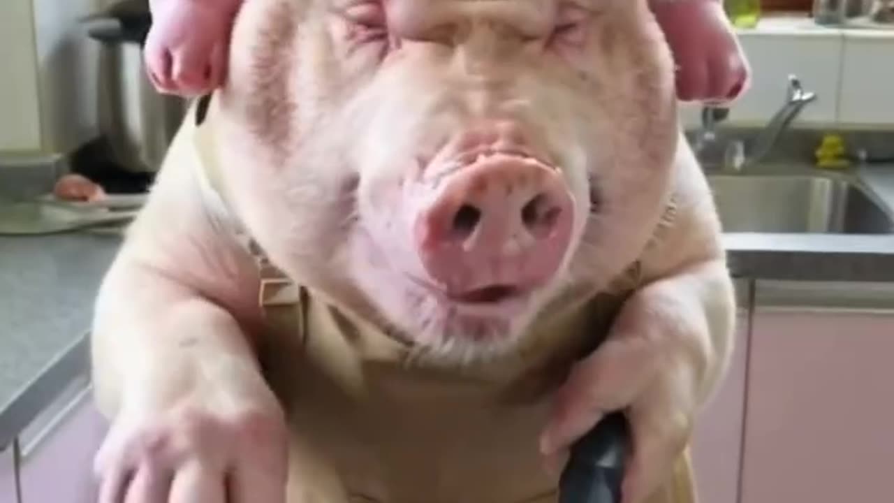 Cute Pig Cooking Funny Video