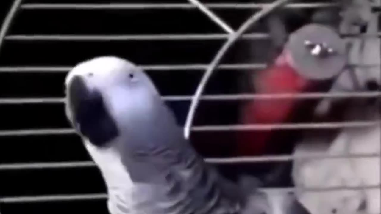 Funny Animal Videos