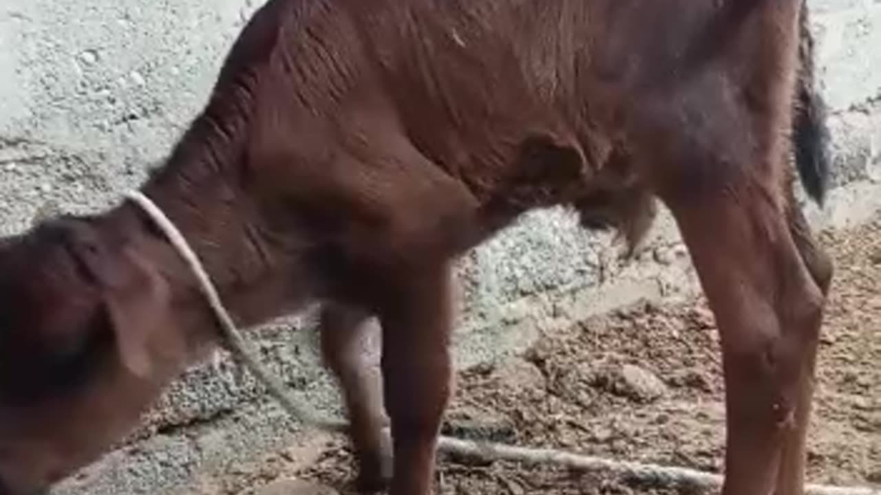 Cute Heifer Baby || خوبصورت بچھڑا || Cattles Farming