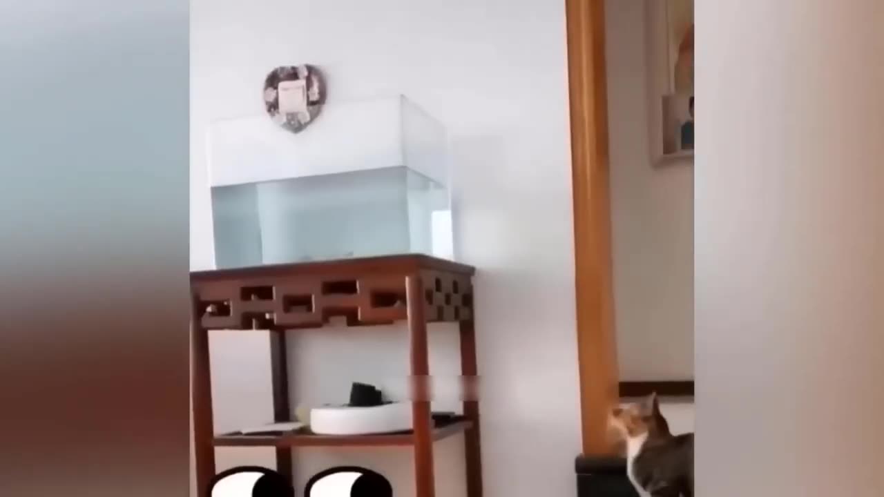 cute cats funny movement