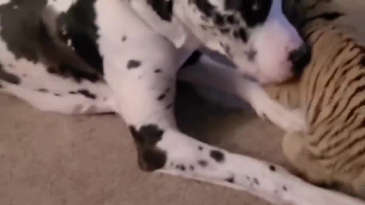 dog vs baby tiger playing together