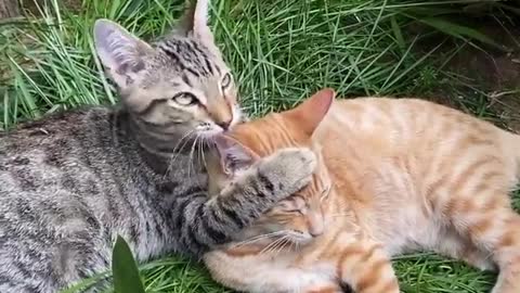black cat scratching the whole cat