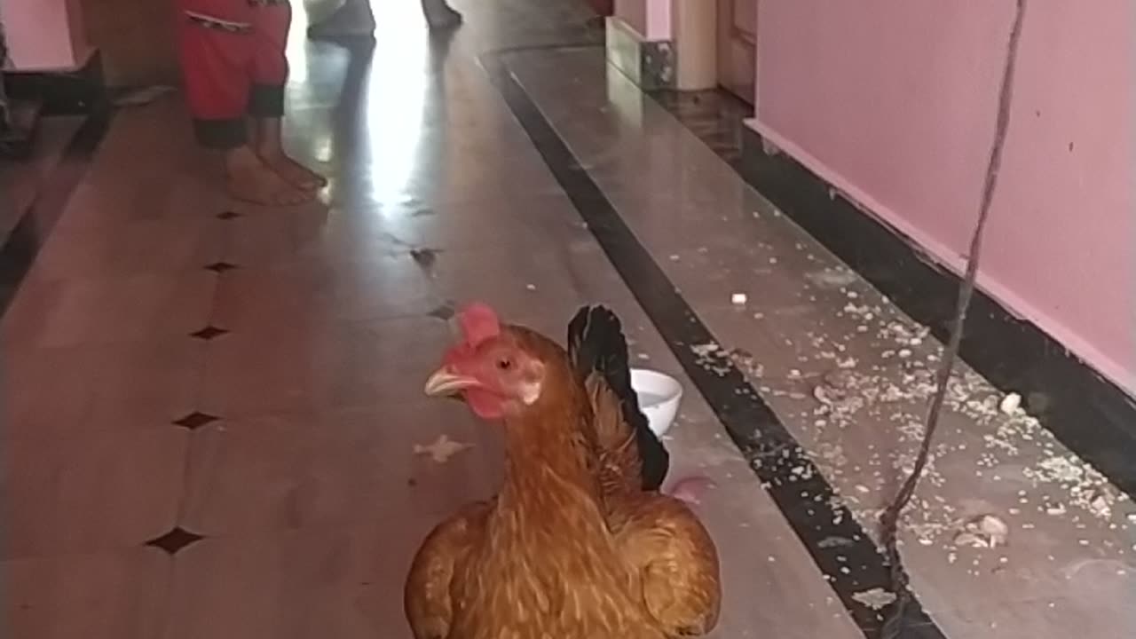 New Familey member 🤣😂😅