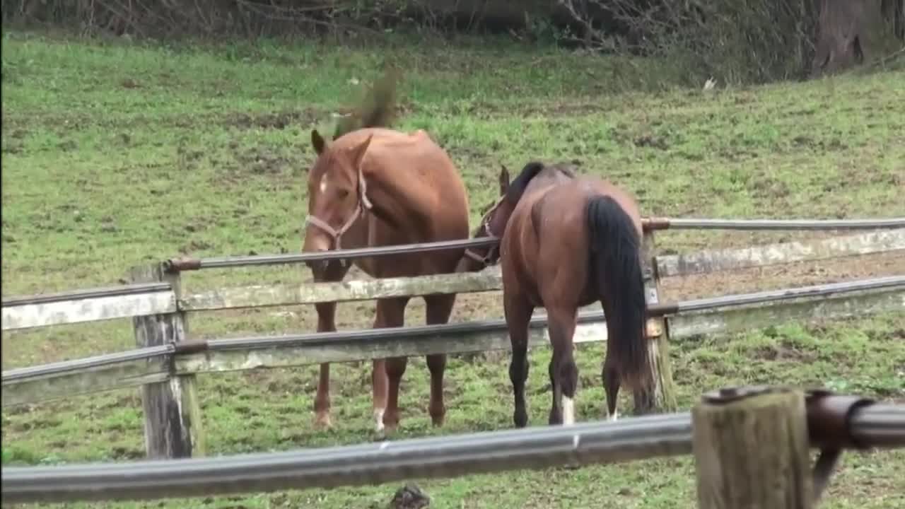 魅惑の牝馬