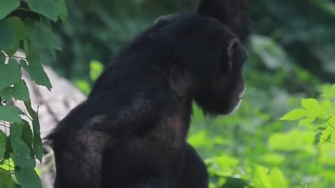 Chimpanzees explain, okay~ Cute pet debut plan