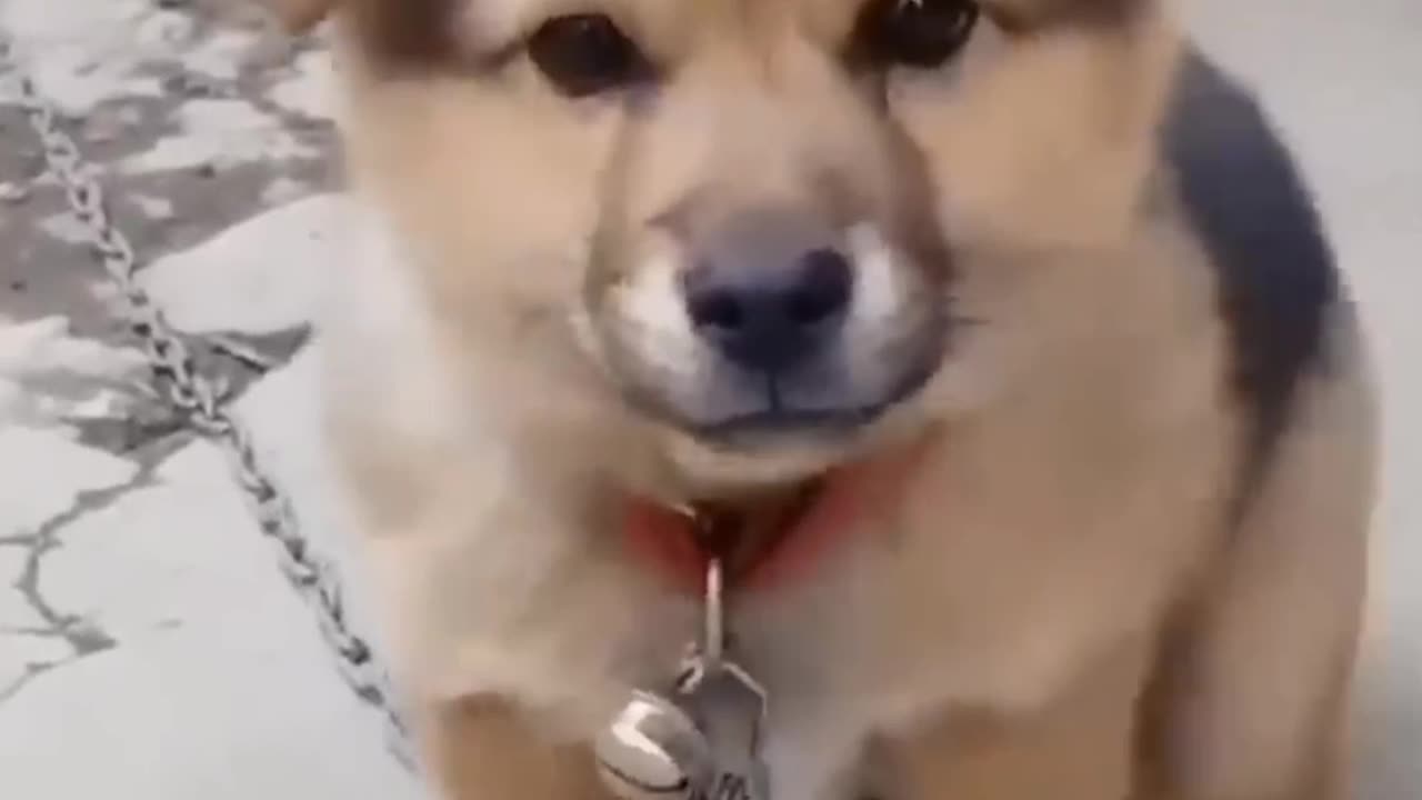 Baby dog teli sond