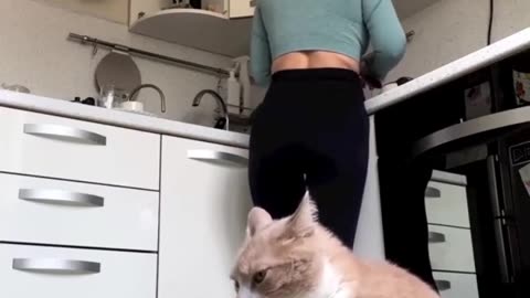 A hungry cat make funny action