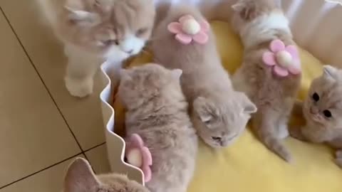 Cute kittens