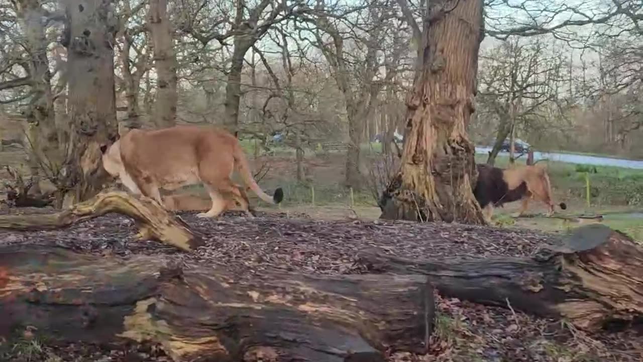 Knowsley Safari Park