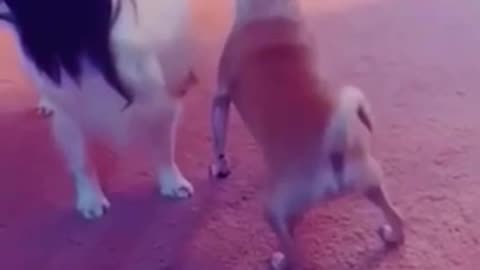 Funny video dog😂🤣😂🤣😂