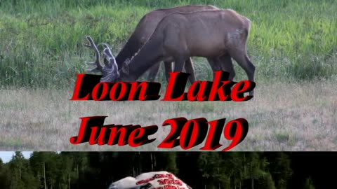 Loon Lake 2019