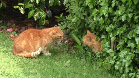 Ginger Cat Face Off _ Nemo Meets His new Neighbour