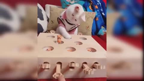 The most cute little cat verry funny moments 😺😺😺 best video for kids 😉😉😉😉