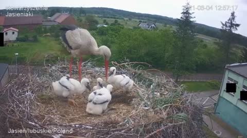 Stork kills chick - A kis fióka szelektálása - Jasienia /polish, lengyel