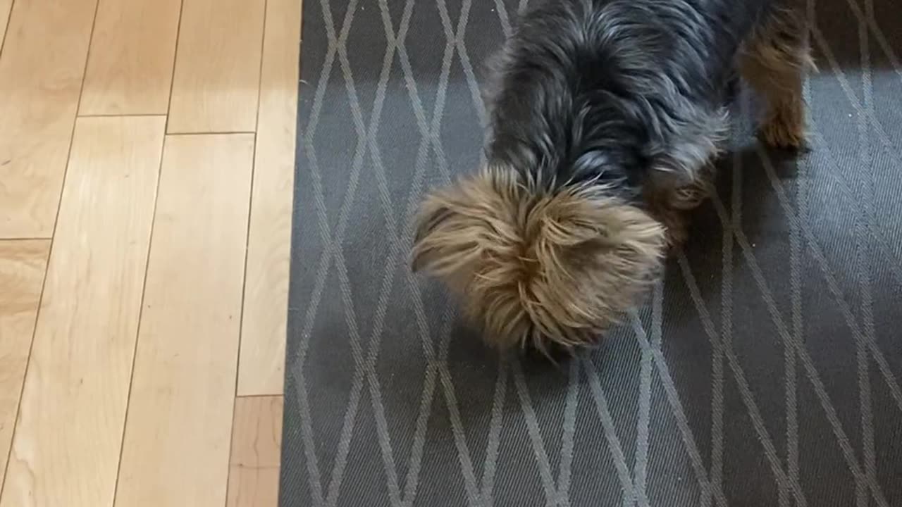 Cutest Ragdoll Kitten Playing With Cavalier Doggy