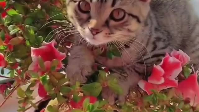 Cute kitten sitting in a plant