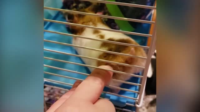 Hamster Makes A Weird Sound While Being Pushed