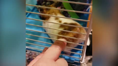 Hamster Makes A Weird Sound While Being Pushed
