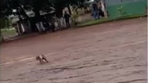 Animal ferido após tiro