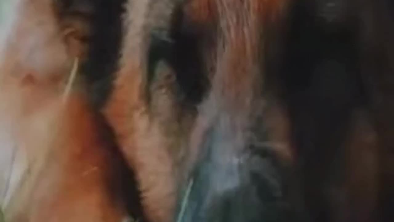 Real love 😘❣️ Palma