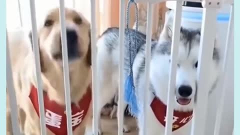 funny and cute dog reactions 😝 😜it is so cute and funny to watch 😂 🤣