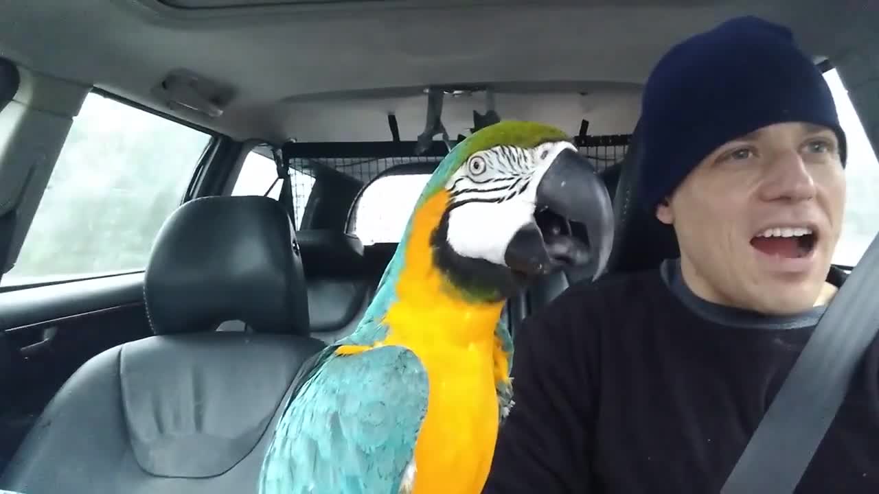 Owner Joins Macaw Parrot in Making Funny Sounds While Driving