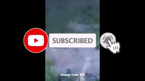 Best Funny Animal Videos