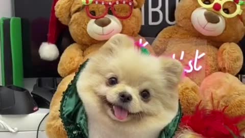 #puppycute #cutepuppy #cutedog #fyp