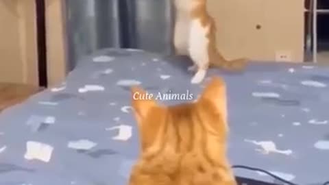 funny animal video