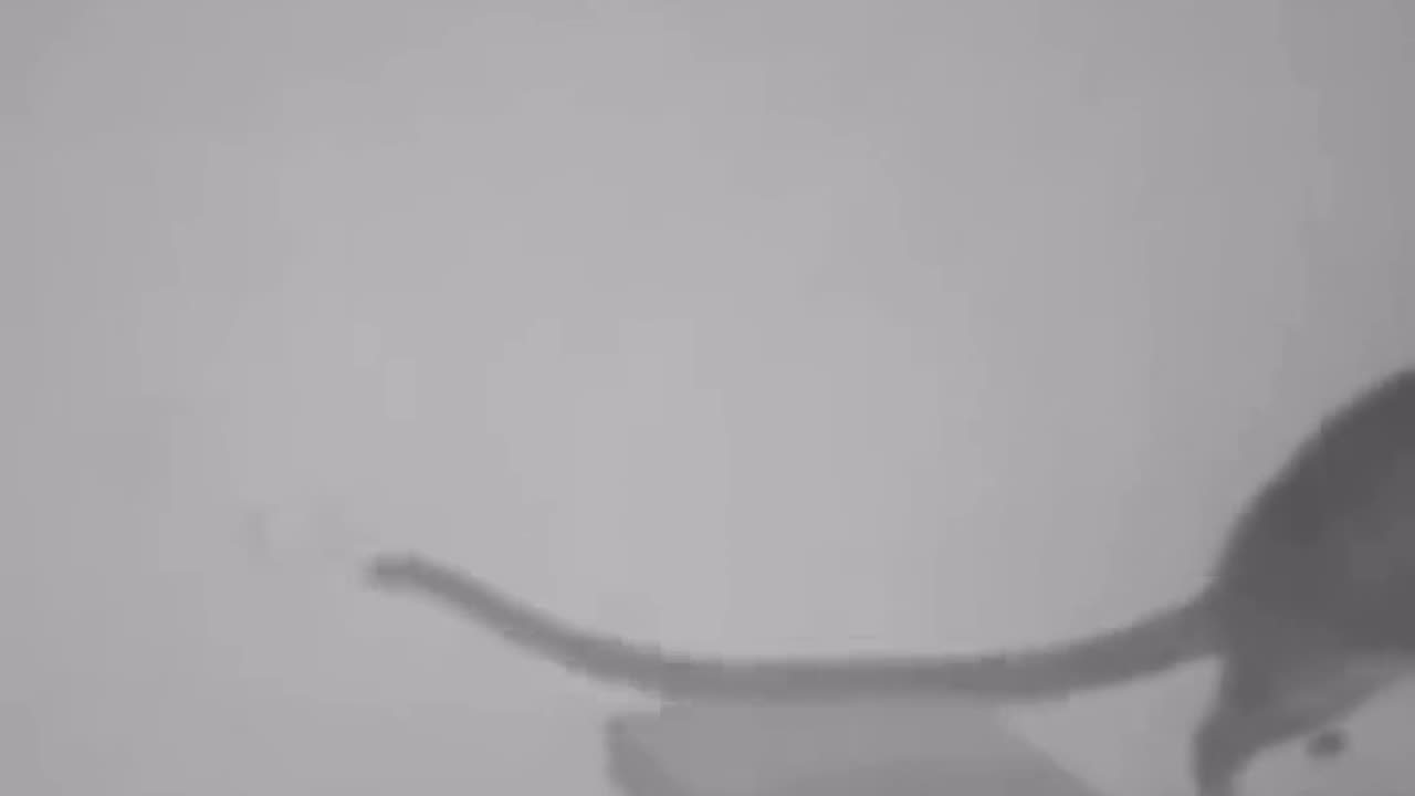 ARTIFICIAL INTELLIGENCE 😬IN A RAT LEARNING HOW TO TAKE OVER