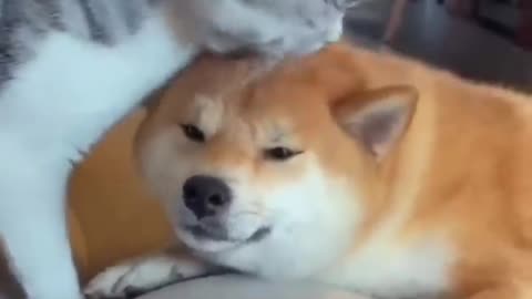 Dogs funny video Unlikely Friendship