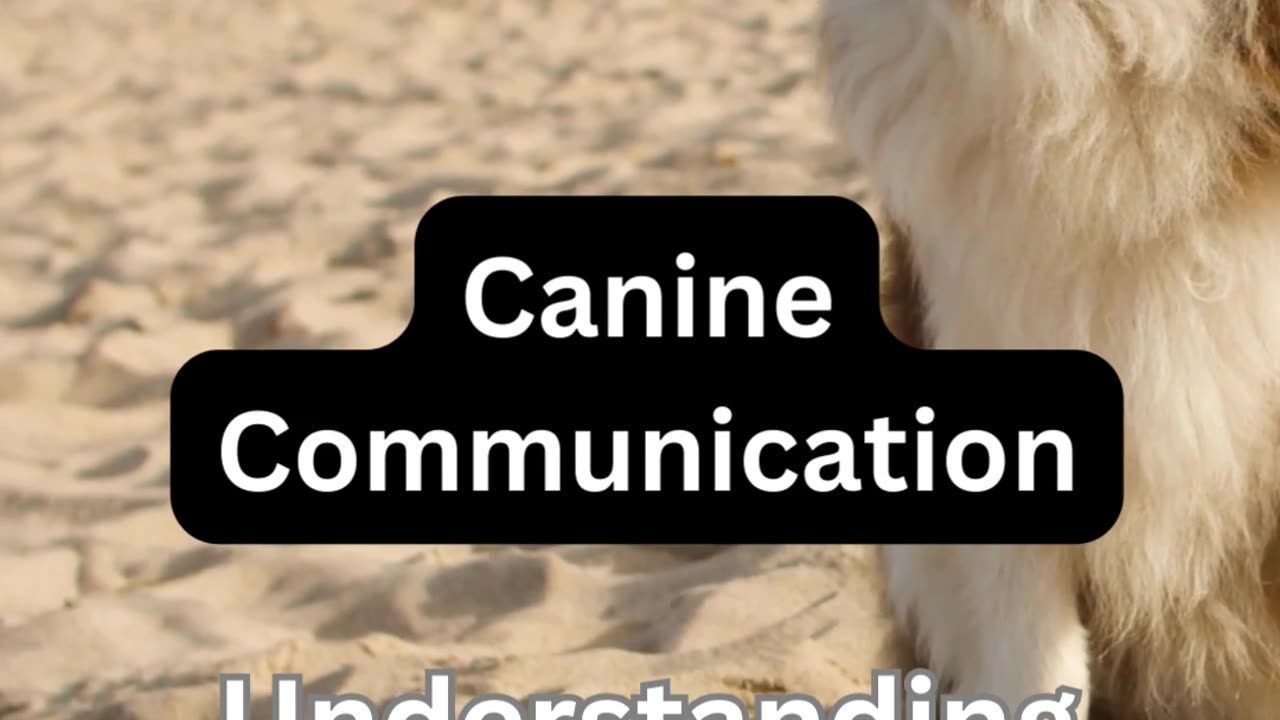 Canine Communication