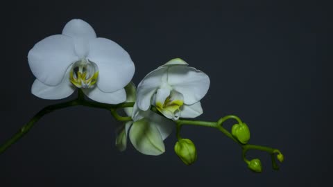 Top Best flower blooming moments - Nature at its best - #LIFE of #FLOWERS