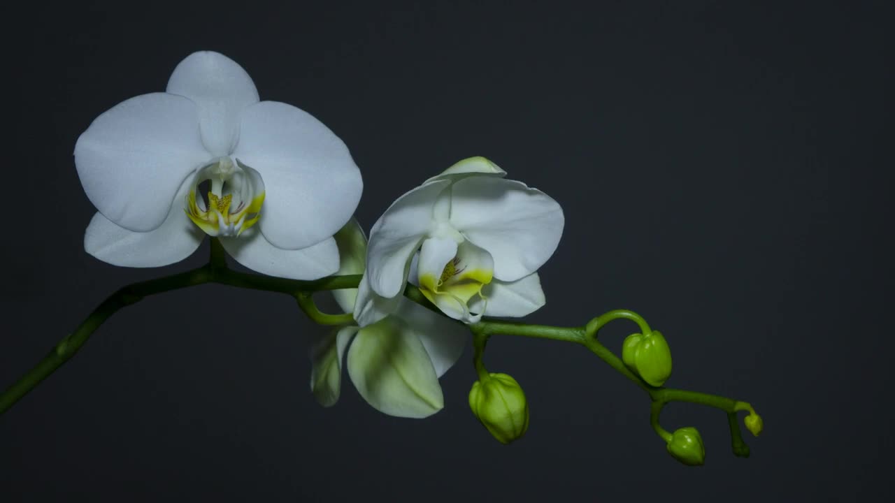 Top Best flower blooming moments - Nature at its best - #LIFE of #FLOWERS